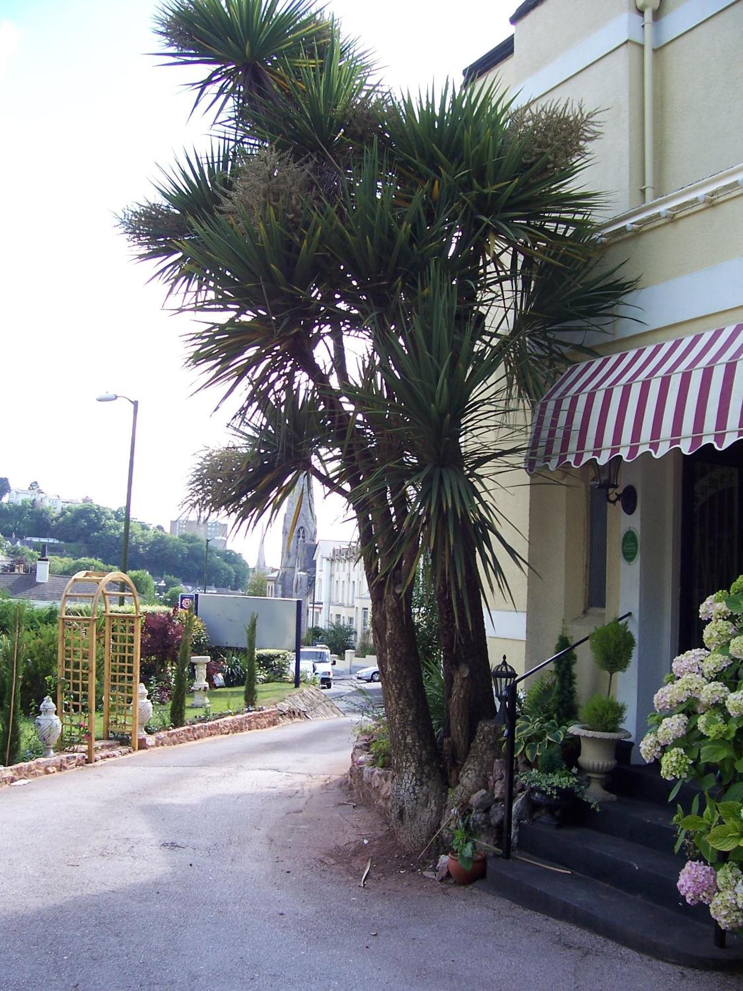 ザ サマヴィル - サウスウェスト B&B オブ ザ イヤー 2011 トーキー エクステリア 写真